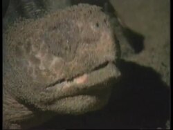 Nicaragua - Turtle patrol News Clip