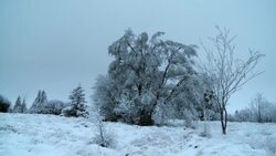 Snow covers a wooded plain. Stock Footage