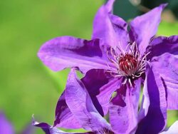 HD Video of Purple clematis Stock Footage