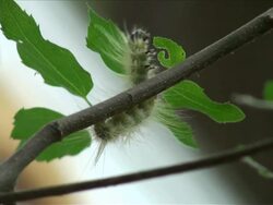 Furry Caterpillar Stands up, Surveys the Situation and Climbs Stock Footage