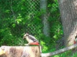 Two Woodpeckers (Dendrocopos major) Stock Footage