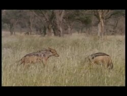 Blackbacked Jackals (Canis mesomelas) - eating carcass in grass, 2 fighting, one submissive, flowering grass waving in wind, sunny, MS standing panting in long grass, side view, one eating, one standing near, both eating (various shots) Stock Footage