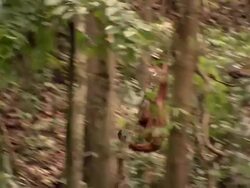 Ape swings through forest on a vine Stock Footage