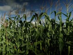 Views Of British Farming Stock Footage