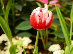 Dolly Shot: Red Tulip Flowers Stock Footage