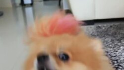 pomeranian dog playful attack at camera Stock Footage