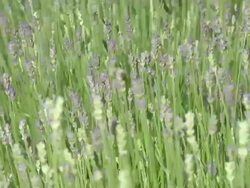 English Lavender Stock Footage