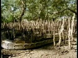 MS female python moves amongst spiky mangrove tree roots on ground, Kenya Stock Footage