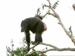 MS of larger mother making noises and swinging on high branch Stock Footage