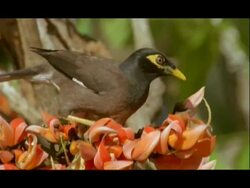 CU Common myna in Butea Tree, India Stock Footage