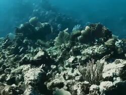 "Shark swims through coral reef, beautiful tracking shot" Stock Footage