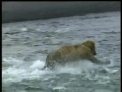 MS Brown Bear, Ursus arctos, running through shallows, leaping and catching a salmon, Arctic Circle Stock Footage