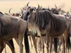 Great Wildebeest Migration in Kenya Stock Footage