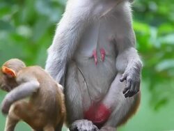 Rhesus macaque Stock Footage