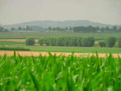 PAN CU World War One fields / Bayernwald, Belgium Stock Footage
