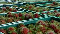 Rambutan in basket. Stock Footage