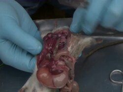 Medium Close Up - Gloved hands disecting a dead rat / Bangladesh  Stock Footage