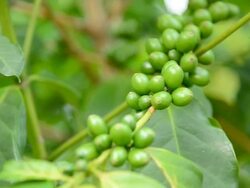 Coffee trees Stock Footage