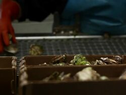 Oyster Stock Footage