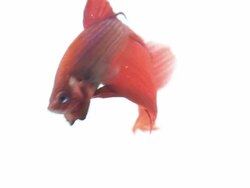 Red color siamese fighting fish with beautiful tail Stock Footage