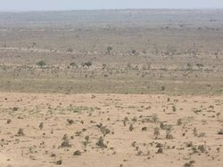 Wildlife in Kruger National Park Stock Footage