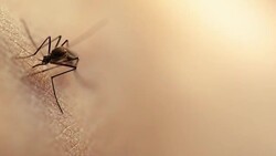 Mosquito Stock Footage