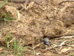 WS TD View of flightless dung beetle crawling over elephant dung falls off dung then rolls over and crawls back up onto and over dung / Port Elizabeth, Eastern Cape, South Africa Stock Footage