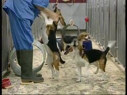 RR0141/A  UK: Animal Activists News Clip