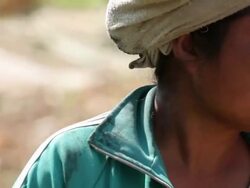 Villagers harvesting sweetcorn in field News Clip