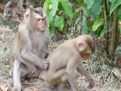 Monkeys Stock Footage