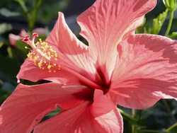 CU Flowering red hibiscus in garden / Landshut, Bavaria, Germany Stock Footage