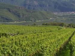 Vineyards near Tramin in South Tyrol TILT UP Stock Footage