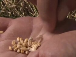 CU Farmer separating winter wheat from husks to inspect crop before beginning harvest  / Dansville, Michigan, United States Stock Footage