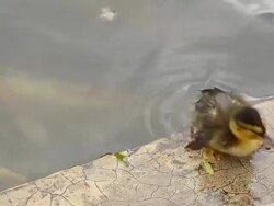 panning : chicken alone Stock Footage