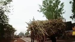 Sugar cane cart riding Stock Footage
