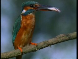 CU Kingfisher, Alcedo atthis, fish in beak, takes off from branch, England, UK Stock Footage