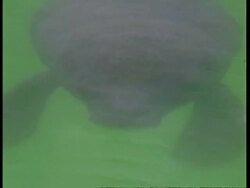 CU Young manatee swimming just below water surface, South America Stock Footage