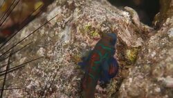 Close-up shot of Mandarin Dragonet fish Stock Footage