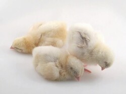 Narcoleptic chicks Stock Footage