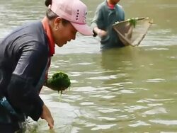 MS SLO MO Shot of women gathering algae in river water / Ou river, Luang Prabang, Laos Stock Footage