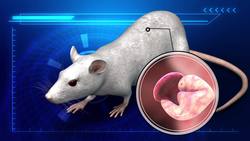 Zika outbreak: How the Zika virus damages the brain Instructional Video