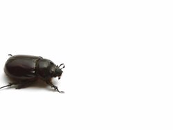 May bug isolated on white walks from left to right Stock Footage