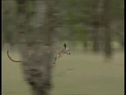 MS track right as Red kangaroo bounds through woodland/bush Stock Footage