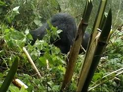Naming ceremony for baby gorillas Instructional Video