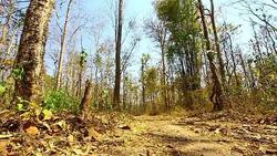 Dry season and Dead tree in Thailand Stock Footage