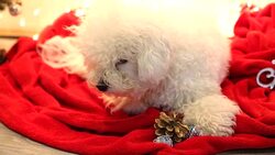 cute white dog plays on Christmas blanket Stock Footage
