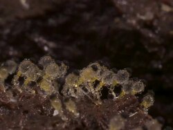 T/L dung fungi (Pilobolus sp.) on cow dung moving to sun, take 2, UK Stock Footage