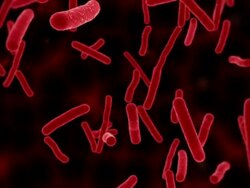 Ecoli Bacteria Red Stock Footage