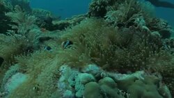 Clark's anemonefish hiding in anemone undersea in Indian Ocean Stock Footage