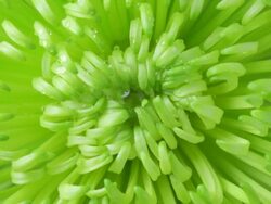 Water droplets fall on Chrysanthemum Stock Footage